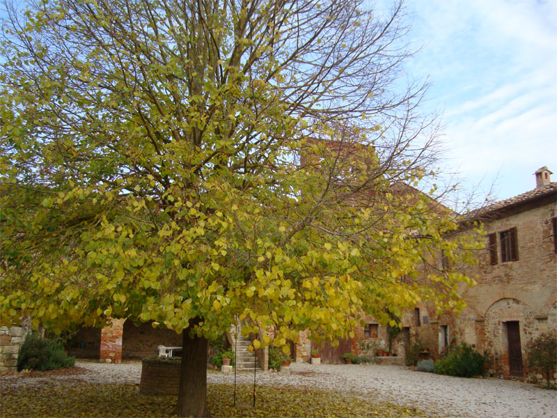 gal/2009/11 - Le escursioni della Ciclistica Valdarbia/DSC01428-01.jpg